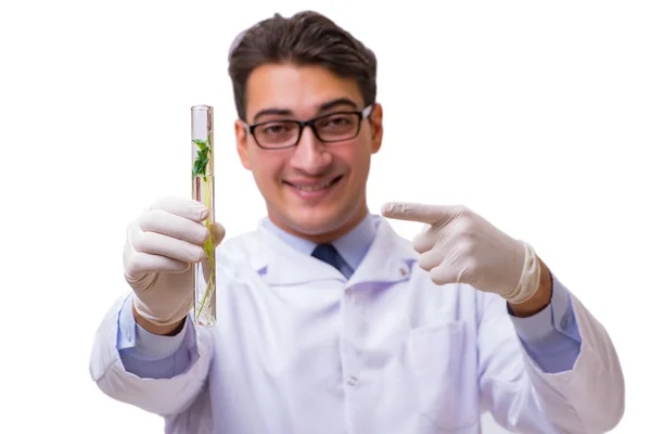 Científico con plántulas verdes en vidrio aislado en blanco — Foto de Stock