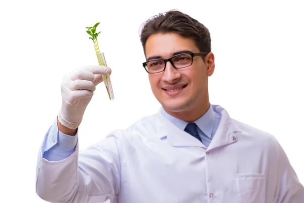 Scientist with green seedling in glass isolated on white — Stock Photo, Image