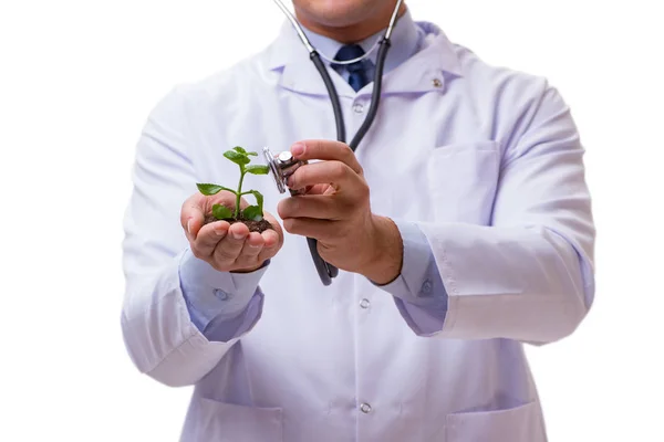 Científico con plántulas verdes en vidrio aislado en blanco —  Fotos de Stock