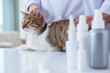 Kedi muayenesi için veteriner.