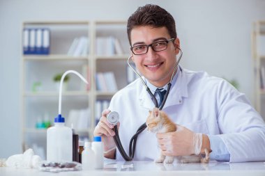 Kedi muayenesi için veteriner.