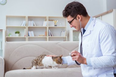 Kedi muayenesi için veteriner.