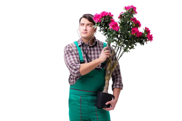Hombre joven jardinero aislado en blanco — Foto de Stock