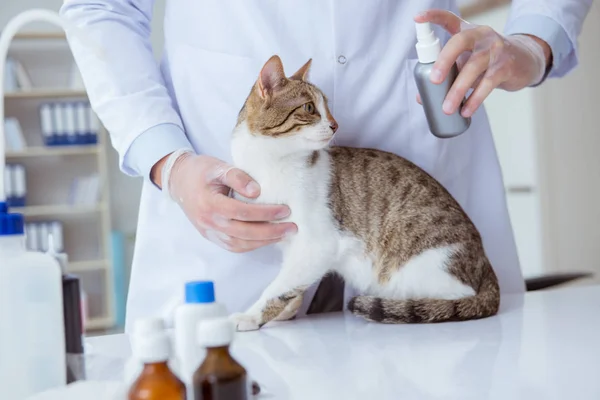 Kočičí návštěva veterináře pro pravidelnou kontrolu — Stock fotografie