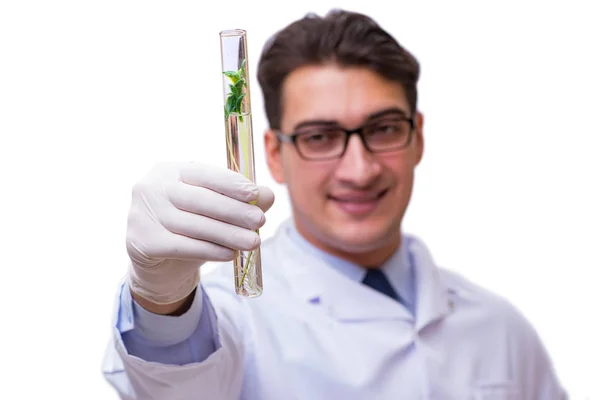 Cientista com plântulas verdes em vidro isolado em branco — Fotografia de Stock