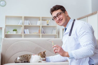 Kedi muayenesi için veteriner.