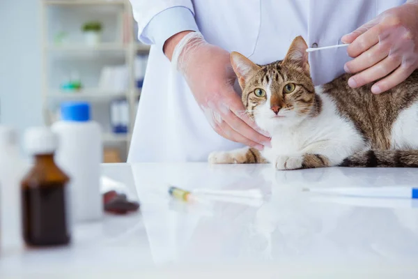 Cat visitando veterinário para check-up regular — Fotografia de Stock