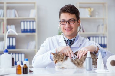 Kedi muayenesi için veteriner.