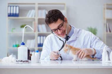 Kedi muayenesi için veteriner.