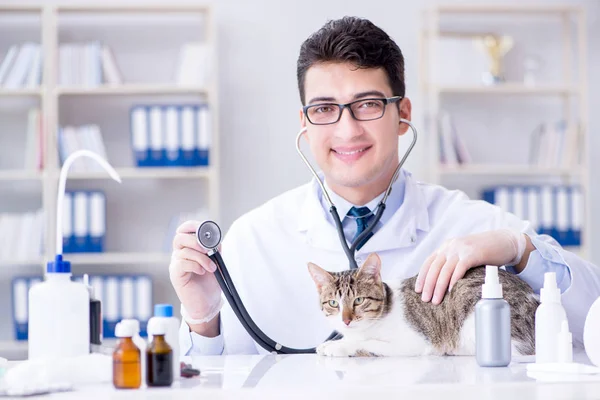 Cat visitando veterinário para check-up regular — Fotografia de Stock