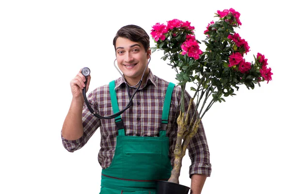 Genç bahçıvan beyazı izole etmiş.