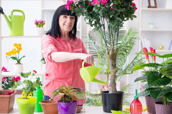 Donna fiorista che lavora nel negozio di fiori — Foto Stock