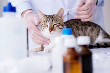 Kedi muayenesi için veteriner.