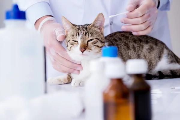 Veterinario visitante de gato para chequeo regular — Foto de Stock