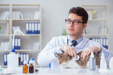 Kedi muayenesi için veteriner.