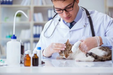 Kedi muayenesi için veteriner.