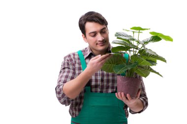 Genç bahçıvan beyazı izole etmiş.