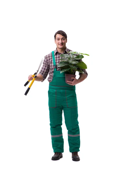 Jeune homme jardinier isolé sur blanc — Photo