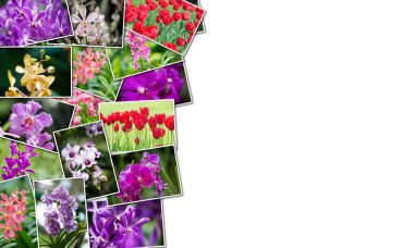 Kolaj doğa kavramı çeşitli çiçekler