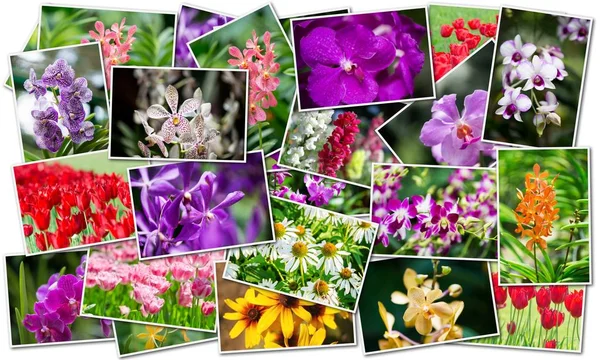 Kolaj doğa kavramı çeşitli çiçekler — Stok fotoğraf