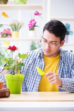 Bahçıvan çiçekçide çalışıyor. Çiçekçide çalışıyor.