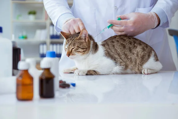 定期的な検査のための猫の訪問獣医 — ストック写真