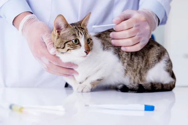 Veterinario visitante de gato para chequeo regular — Foto de Stock