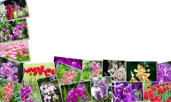 Kolaż różnych kwiatów w koncepcji natury — Zdjęcie stockowe