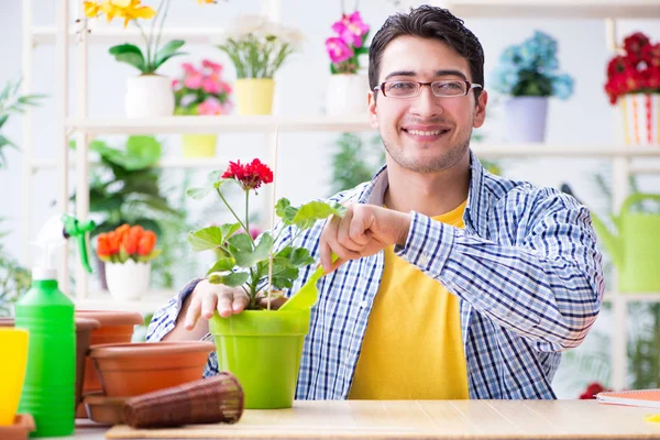 Florista de jardineiro trabalhando em uma loja de flores com plantas da casa — Fotografia de Stock