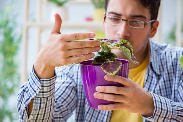 Çiçekçide çalışan genç bir adam.