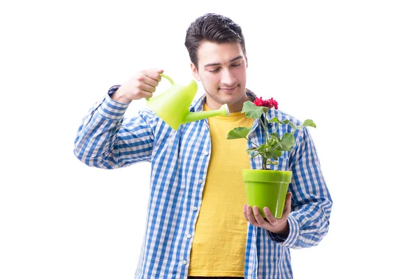 Tuinman bloemist met een bloem in een pot geïsoleerd op witte rug gr — Stockfoto