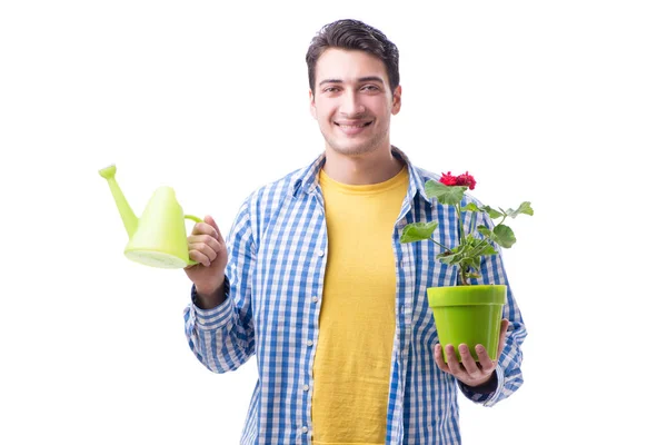 Florista de jardineiro com uma flor em um pote isolado no backgr branco — Fotografia de Stock