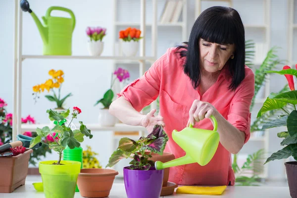 Çiçekçide çalışan kadın çiçekçi