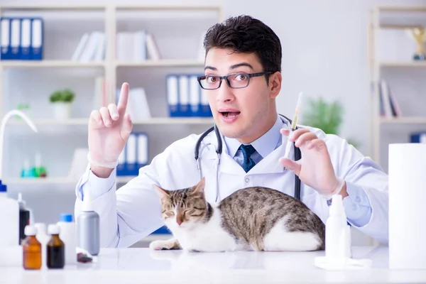 Кіт відвідує ветеринара для регулярного огляду — стокове фото