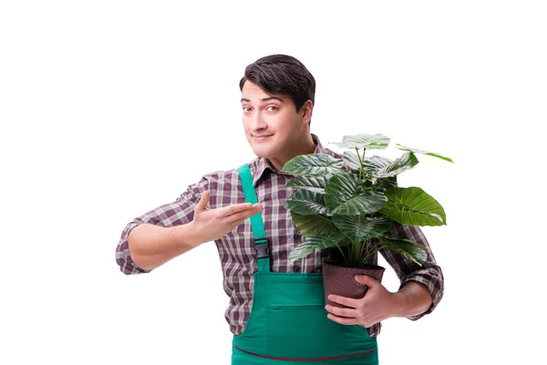 Hombre joven jardinero aislado en blanco — Foto de Stock