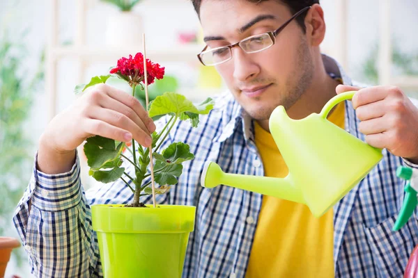 Giardiniere fiorista che lavora in un negozio di fiori con piante da casa — Foto Stock