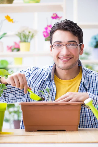 Tuinier bloemist werkt in een bloemenwinkel met huis planten — Stockfoto