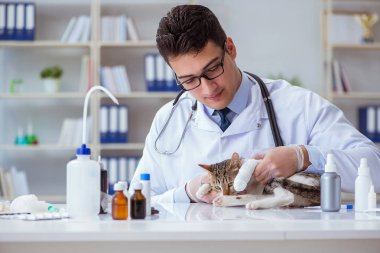 Kedi muayenesi için veteriner.