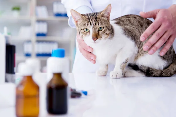Katze besucht Tierarzt zur regelmäßigen Kontrolle — Stockfoto