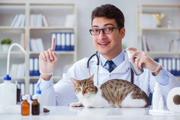 Kedi muayenesi için veteriner.