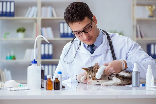 Kedi muayenesi için veteriner.