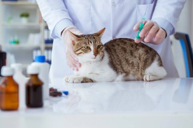 Kedi muayenesi için veteriner.