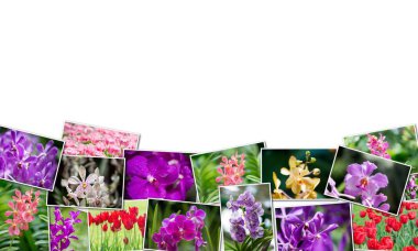 Kolaj doğa kavramı çeşitli çiçekler