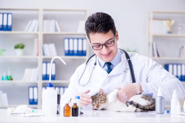 Kedi muayenesi için veteriner.