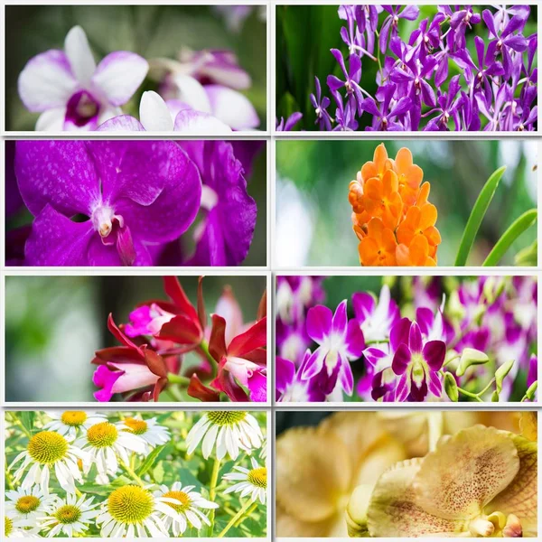 Collage de varias flores en concepto de naturaleza — Foto de Stock