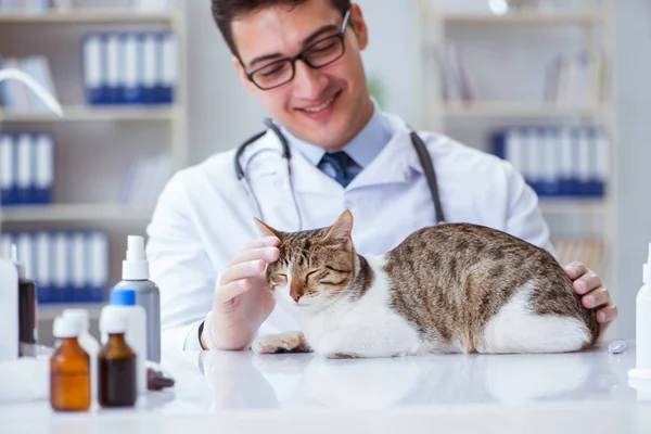 Veterinario visitante de gato para chequeo regular — Foto de Stock