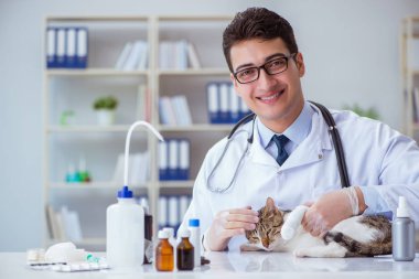 Kedi muayenesi için veteriner.