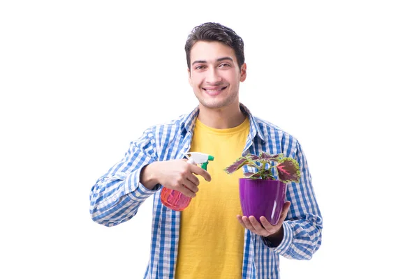 Trädgårdsmästare florist med en blomma i en kruka isolerad pÃ ¥vit backgr — Stockfoto