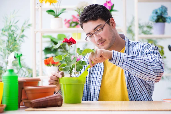 Jardinier fleuriste travaillant dans un magasin de fleurs avec des plantes maison — Photo