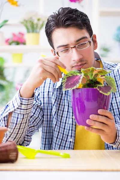 Gärtnerin Floristin arbeitet in einem Blumenladen mit Zimmerpflanzen — Stockfoto